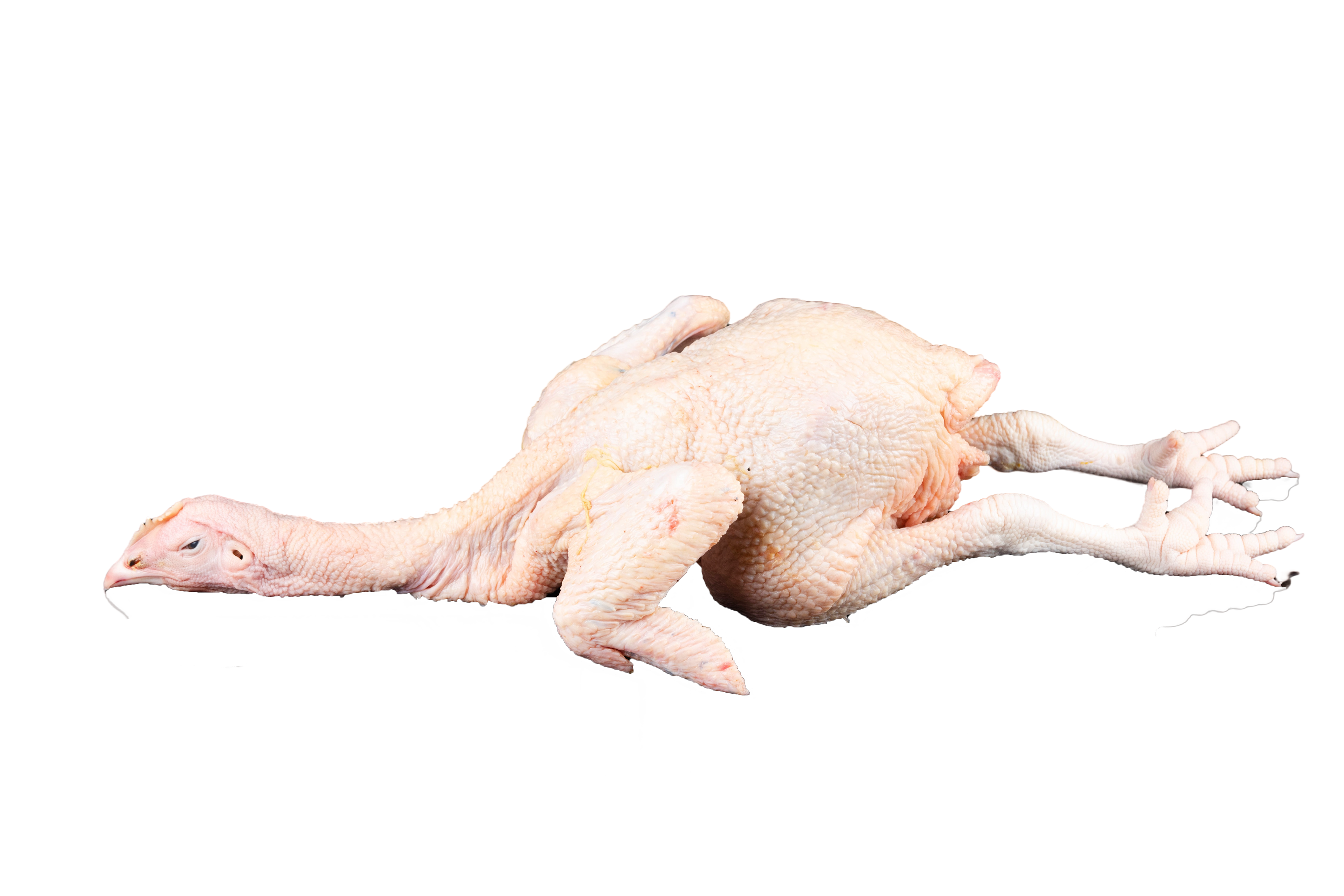 Ayam Utuh